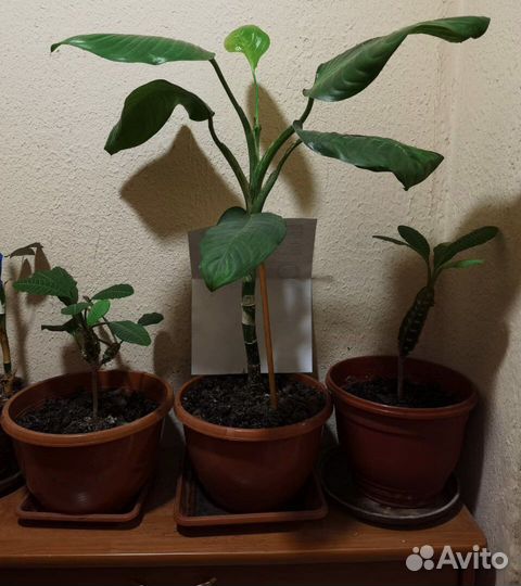 Диффенбахия Молочай