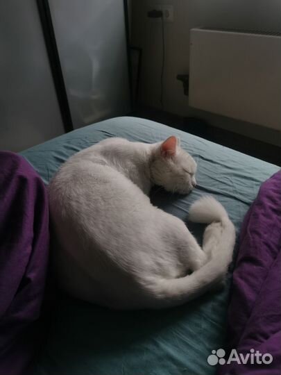 Кот, похожий на турецкую ангору