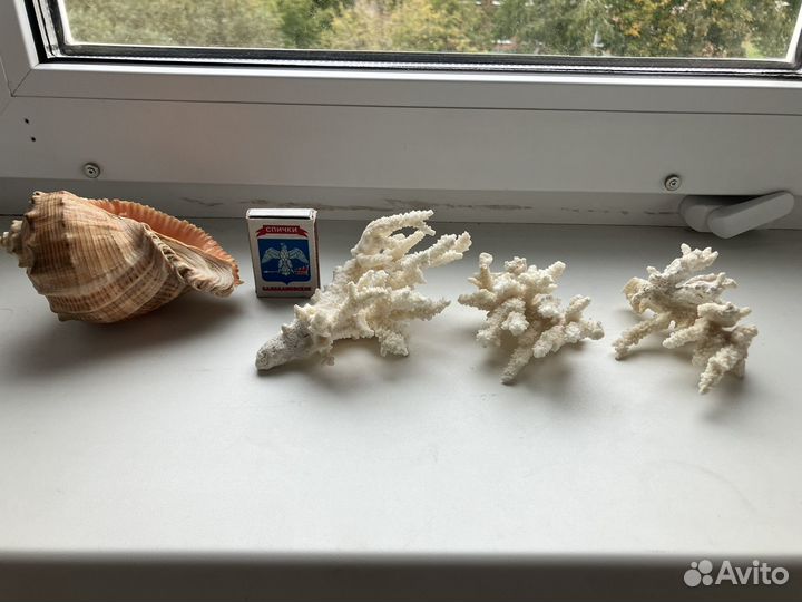 Морские ракушки и кораллы