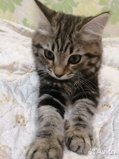 Котенок девочка 3 месяца