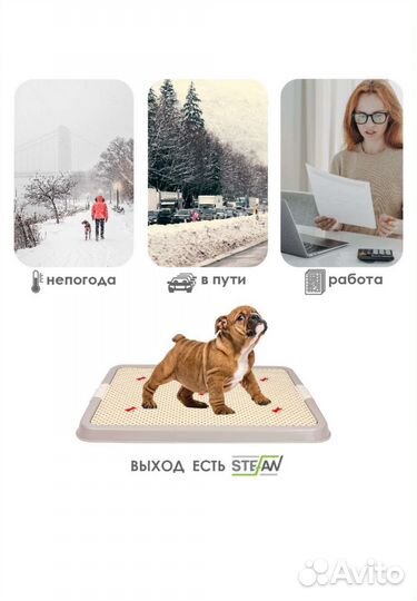 Собачий лоток