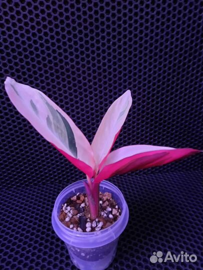 Калатея, строманта,эпипреум