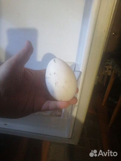 Утиные яйца