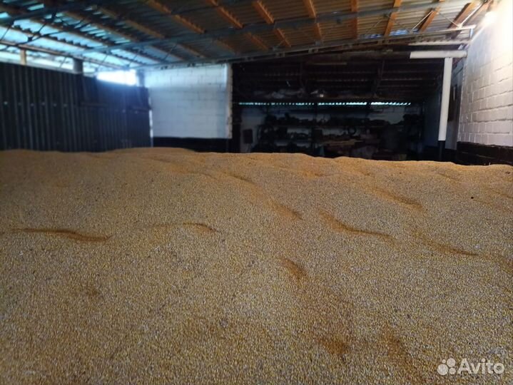 Кукуруза зерно