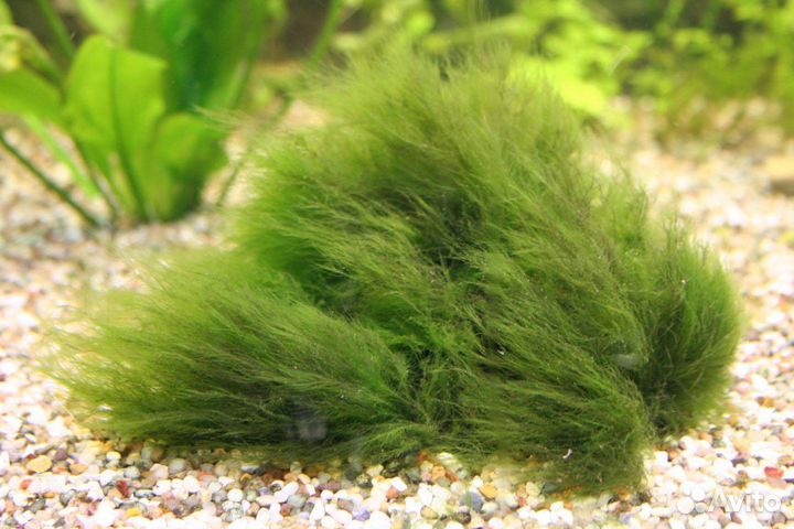 Аквариумные растения, креветки вишня