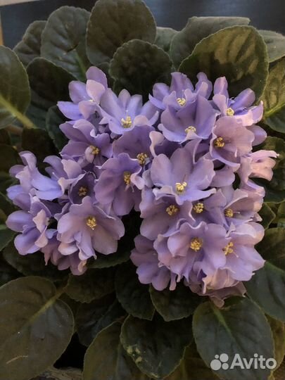 Обменяю взрослые цветущие фиалки