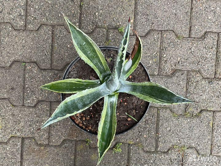 Агава американская комнатные растения