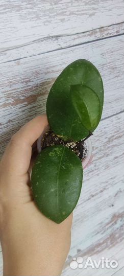 Хойи набором 10 шт/срезы+укорененные