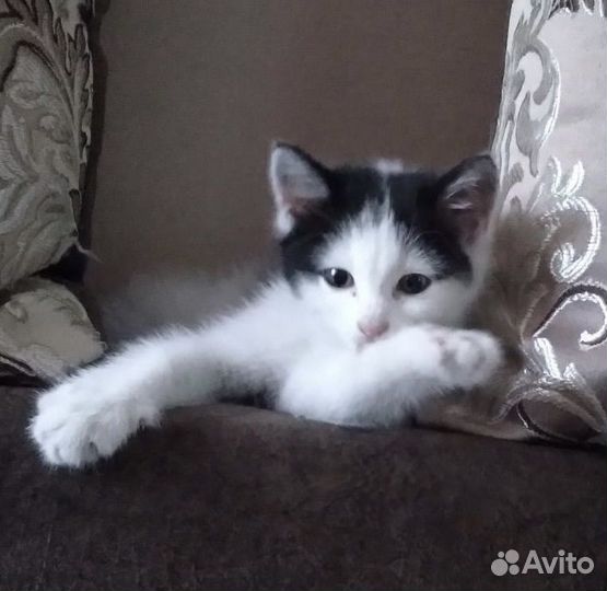 Котенок стерелизуем
