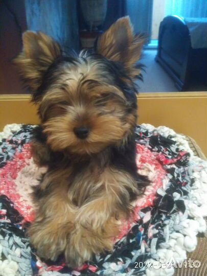 Продаются щенки Йорка