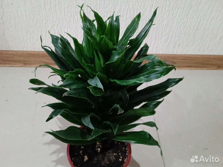 Драцена компакта