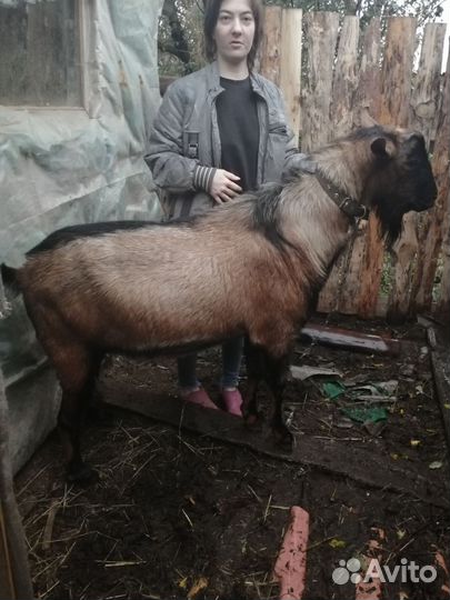 Чешский козел