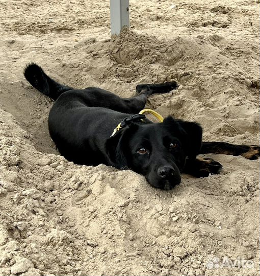 Маленькая собака