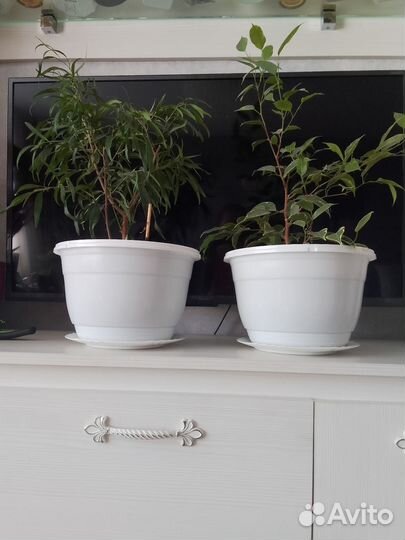 Фикусы- Кинки, Али мелколистный