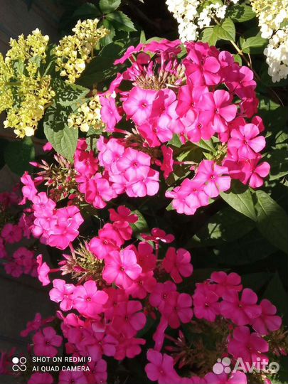 Флоксы многолетние