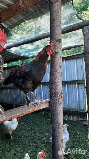 Молодые петушки