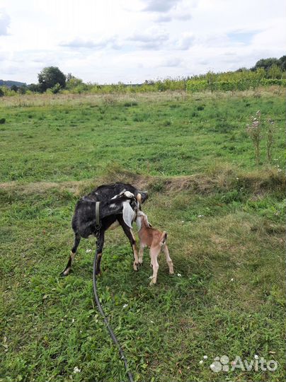Нубийские козлята