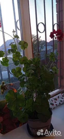 Плющелистная пеларгония