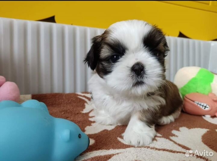Ши-тцу мини