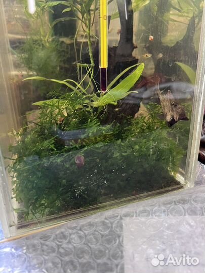 Растения для аквариума