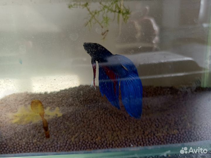 Аквариум с рыбками