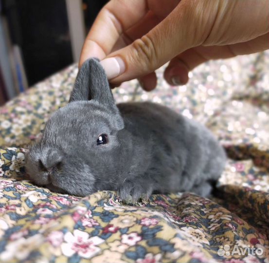 Карликовый кролик рекс