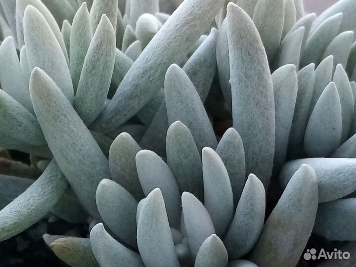 Суккуленты. Обновлено