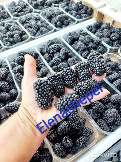 Саженцы Блэк джем