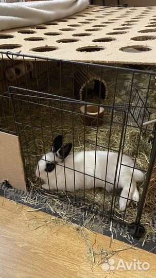 Декоративный кролик самка