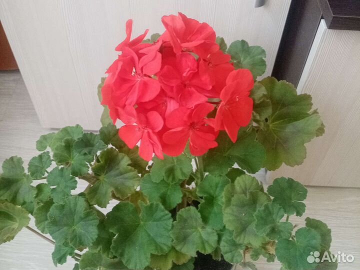 Пеларгония герань