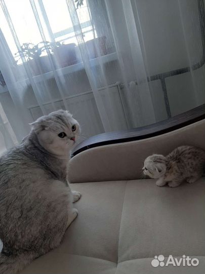 Шотландский котёнок