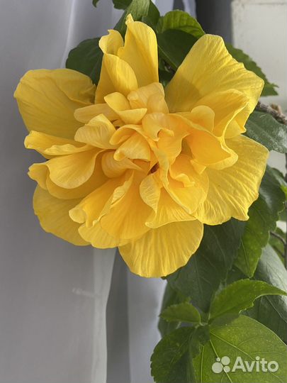 Гибискус китайская роза