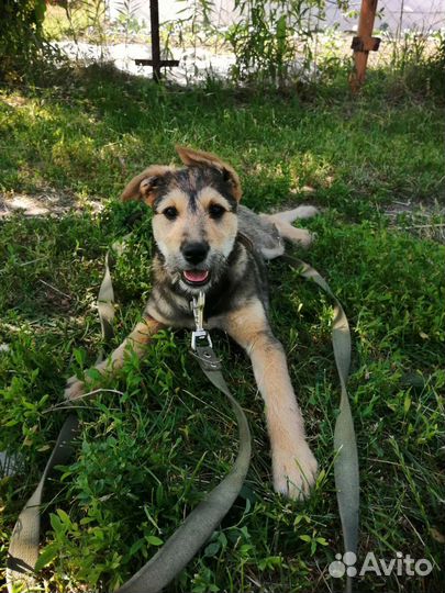 Щенок в добрые руки