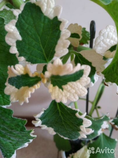 Плектрантусы, много сортов, комнатная мята