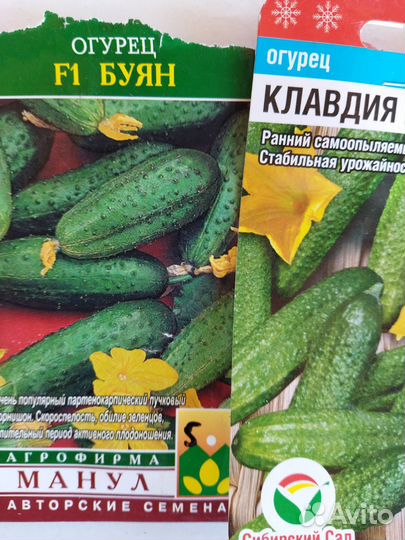 Рассада огурцов