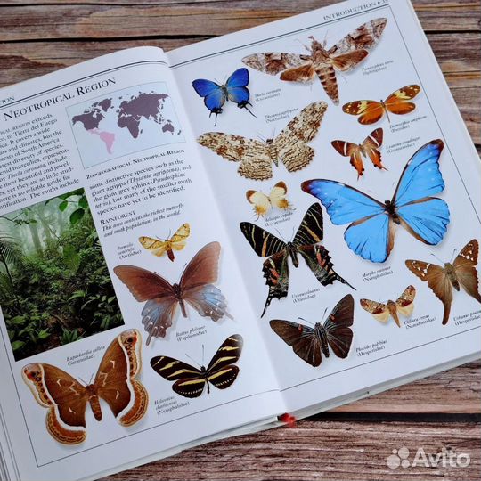 Butterflies and Moths