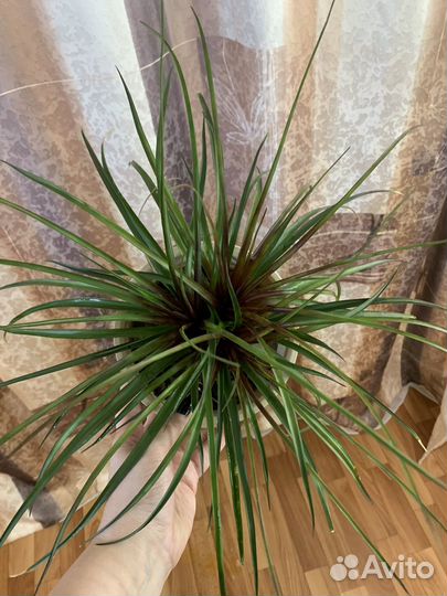 Тилландсия анита