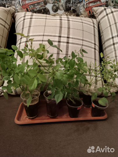 Укорененные черенки комнатная роза кордана