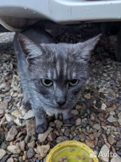 Кошка красавица подросток
