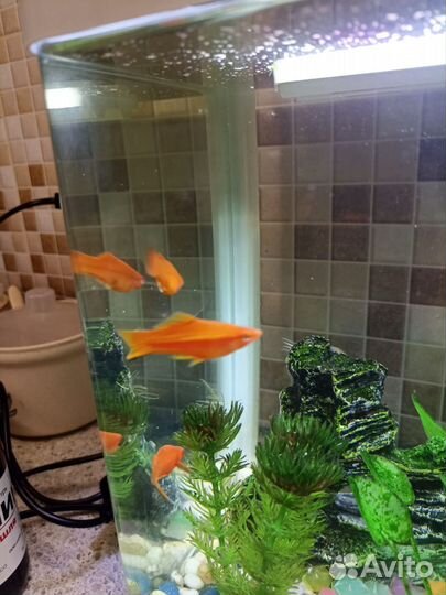 Аквариумные рыбки