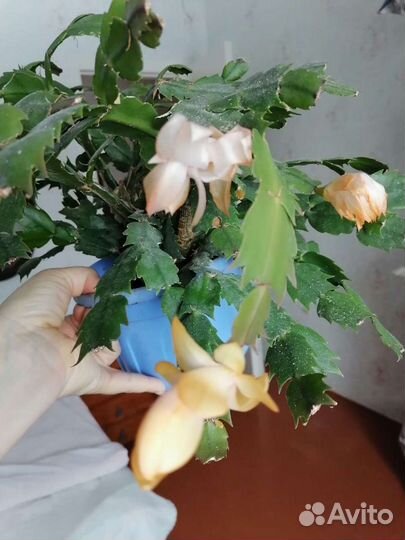 Декабрист черенки