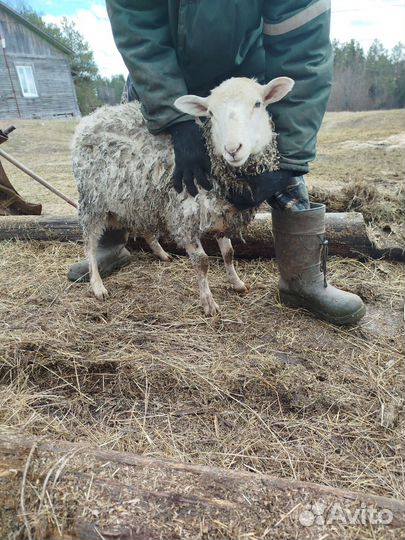 Катумский овцы