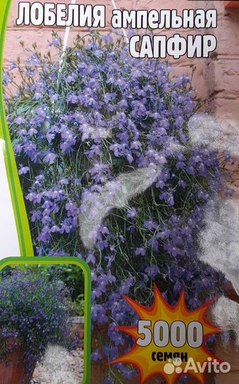 Лобелия ампельная 2000 семян