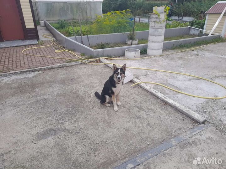 Пристраивается