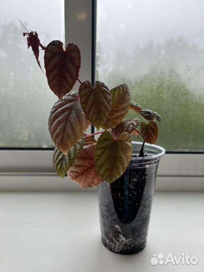 Циссус дисколор (антарктический)