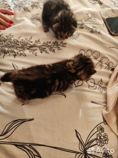 Котята Курильский бобтейл