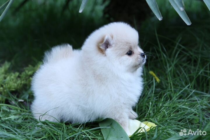 Шпиц мальчик