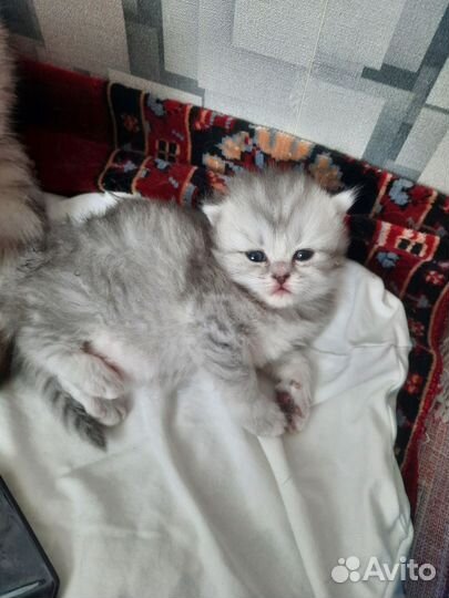 Шотландские котята