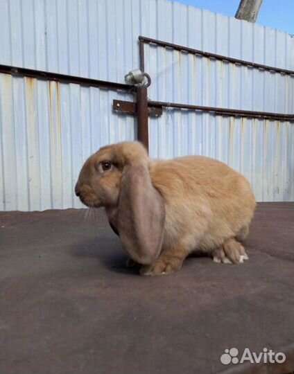 Франзуский баранчики