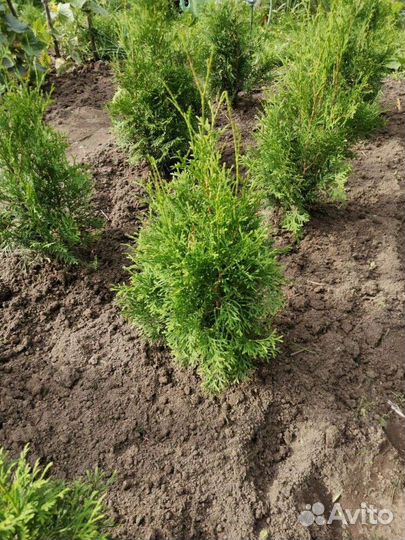 Туя западная Колумна